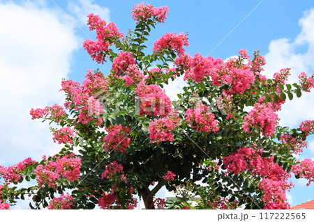 青空に映えるサルスベリの花 ピンク色 サルスベリ 百日紅 ひゃくじつこう 青空に映えるサルスベリの花 ピンク色 サルスベリ 百日紅 ひゃくじつこう 117222565