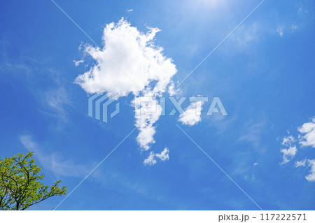 夏の雲と木立 117222571