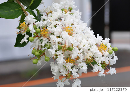 青空に映えるサルスベリの花 白いサルスベリの花 サルスベリ 百日紅 ひゃくじつこう 青空に映えるサルスベリの花 白いサルスベリの花 サルスベリ 百日紅 ひゃくじつこう 117222579