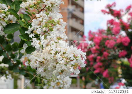 青空に映えるサルスベリの花　白いサルスベリの花　サルスベリ　百日紅　ひゃくじつこう 117222581