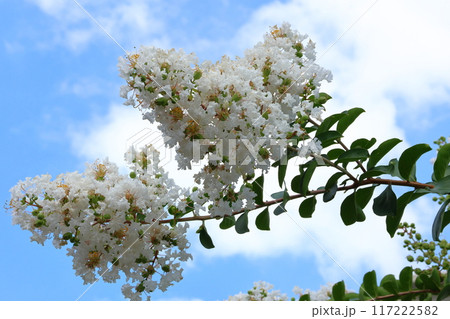 青空に映えるサルスベリの花 白いサルスベリの花 サルスベリ 百日紅 ひゃくじつこう 青空に映えるサルスベリの花 白いサルスベリの花 サルスベリ 百日紅 ひゃくじつこう 117222582