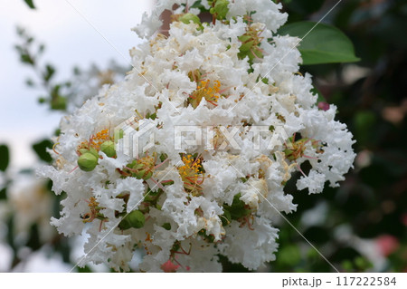 青空に映えるサルスベリの花 白いサルスベリの花 サルスベリ 百日紅 ひゃくじつこう 青空に映えるサルスベリの花 白いサルスベリの花 サルスベリ 百日紅 ひゃくじつこう 117222584