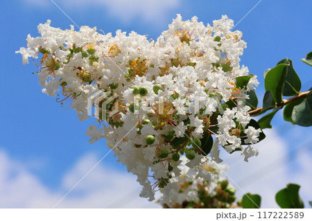 青空に映えるサルスベリの花 白いサルスベリの花 サルスベリ 百日紅 ひゃくじつこう 青空に映えるサルスベリの花 白いサルスベリの花 サルスベリ 百日紅 ひゃくじつこう 117222589