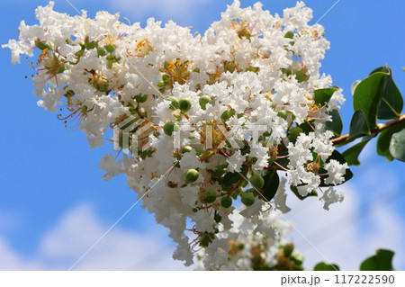 青空に映えるサルスベリの花 白いサルスベリの花 サルスベリ 百日紅 ひゃくじつこう 青空に映えるサルスベリの花 白いサルスベリの花 サルスベリ 百日紅 ひゃくじつこう 117222590
