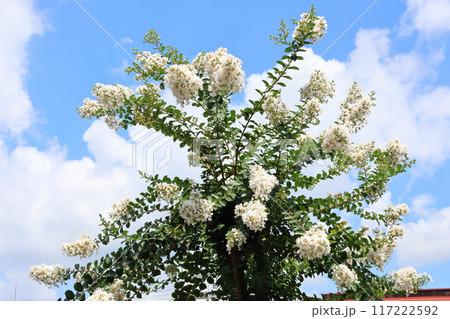 青空に映えるサルスベリの花 白いサルスベリの花 サルスベリ 百日紅 ひゃくじつこう 青空に映えるサルスベリの花 白いサルスベリの花 サルスベリ 百日紅 ひゃくじつこう 117222592