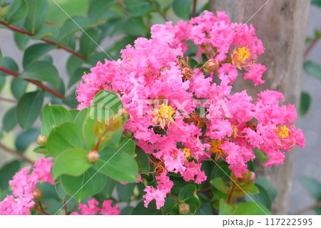 青空に映えるサルスベリの花　ピンク色　サルスベリ　百日紅　ひゃくじつこう 117222595