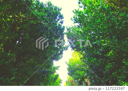 沖縄で癒される緑の空間「フクギ並木」 沖縄で癒される緑の空間「フクギ並木」 117222597