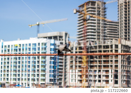 A bird perches on a wire fence by a building under construction 117222660