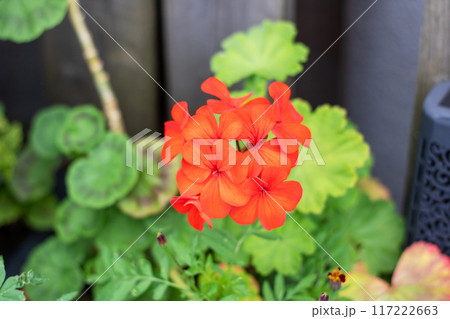 A closeup of a vibrant red flower among lush green leaves A closeup of a vibrant red flower among lush green leaves 117222663