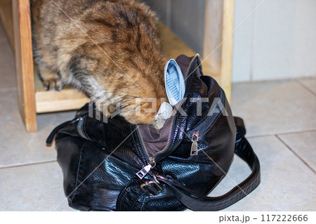 A playful cat is having fun with a black purse that is on the floor 117222666