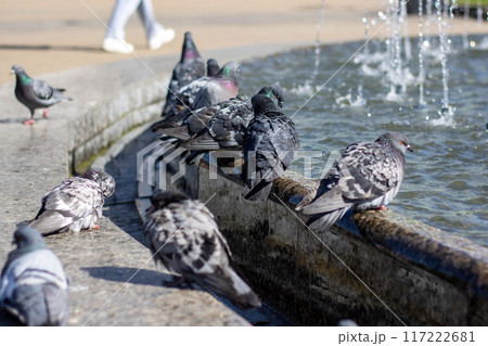 City birds leisurely drink water from fountain with beaks and wings spread 117222681