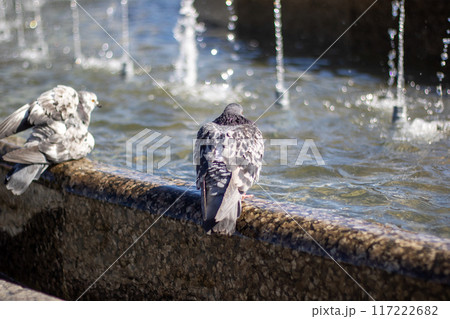 City birds leisurely drink water from fountain with beaks and wings spread 117222682