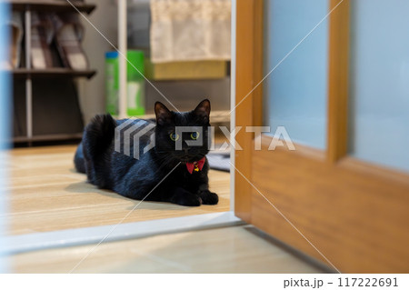 黒猫 黒猫 117222691