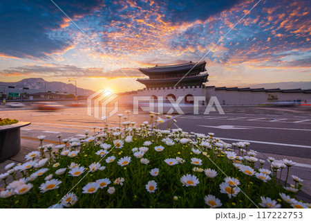 Gyeongbokgung Palace at sunset with flowers in the foreground and gwanghwamun Gate in the background, Seoul, South Korea. Gyeongbokgung Palace at sunset with flowers in the foreground and gwanghwamun Gate in the background, Seoul, South Korea. 117222753