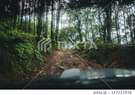 A path in a natural pine forest A path in a natural pine forest 117222836