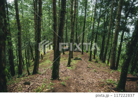 A path in a natural pine forest A path in a natural pine forest 117222837
