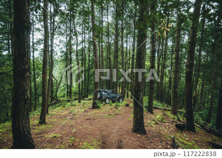 A path in a natural pine forest A path in a natural pine forest 117222838