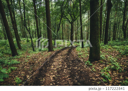 A path in a natural pine forest 117222841