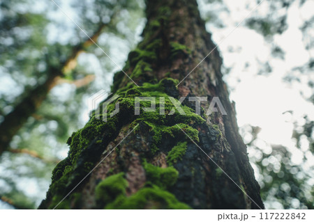 Green moss on trees in the forest Green moss on trees in the forest 117222842