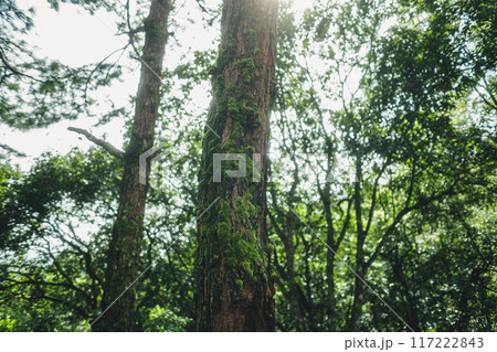 Green moss on trees in the forest Green moss on trees in the forest 117222843
