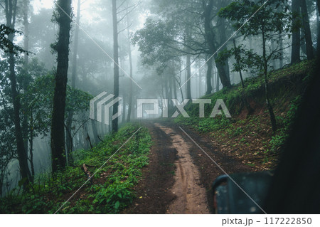 Road in a pine forest and morning fog,Path in the natural forest 117222850