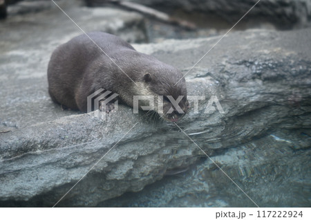 コツメカワウソ 多摩動物公園 コツメカワウソ 多摩動物公園 117222924