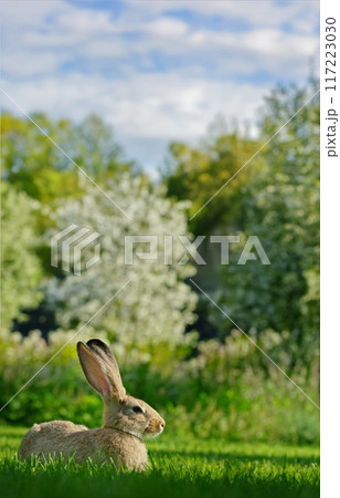 Cute gray rabbit lounging on a lush green lawn on a sunny day. 117223030