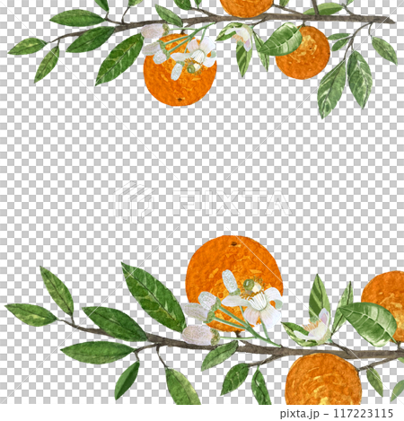 Orange fruit branches with leafs and flowers watercolor frame isolated on white background. High quality hand drawn art for food design, packages, restaurant menu, cards, organic food, label, logo Orange fruit branches with leafs and flowers watercolor frame isolated on white background. High quality hand drawn art for food design, packages, restaurant menu, cards, organic food, label, logo 117223115