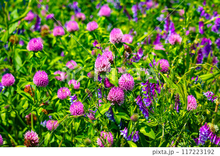 【京都風景】宇治川の緩やかな流れ(観月橋から宇治橋まで) 【京都風景】宇治川の緩やかな流れ(観月橋から宇治橋まで) 117223192