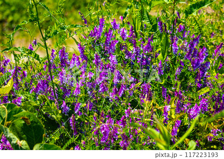 【京都風景】宇治川の緩やかな流れ（観月橋から宇治橋まで） 117223193
