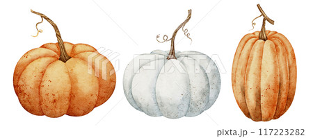 Pumpkins clipart set. Watercolor illustration with orange and white gourd on isolated background. Drawing of autumn vegetables for harvest festival or thanksgiving invitations or greeting cards. 117223282