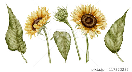 Sunflowers watercolor clip art set. Drawing of autumn Flowers and leaves on isolated background for harvest festival greeting cards and floral invitations. Blooming fall plants for oil production. 117223285