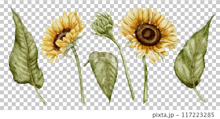 Sunflowers watercolor clip art set. Drawing of autumn Flowers and leaves on isolated background for harvest festival greeting cards and floral invitations. Blooming fall plants for oil production. 117223285
