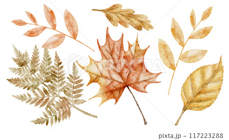 Autumn watercolor leaves on isolated background. Drawing of fall dried plants with oak and maple leaf and fern for harvest festival or thanksgiving greeting card or invitation. Illustration of branch 117223288