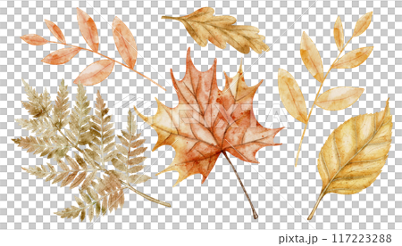 Autumn watercolor leaves on isolated background. Drawing of fall dried plants with oak and maple leaf and fern for harvest festival or thanksgiving greeting card or invitation. Illustration of branch 117223288