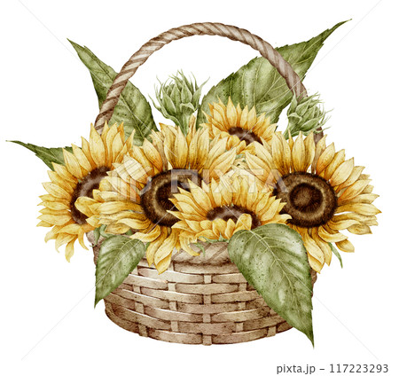 Sunflowers in wicked basket watercolor illustration. Drawing with autumn flowers in rustic style on isolated background for greeting cards or fall party invitations. Floral vintage artwork. 117223293
