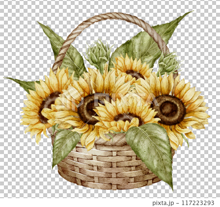 Sunflowers in wicked basket watercolor illustration. Drawing with autumn flowers in rustic style on isolated background for greeting cards or fall party invitations. Floral vintage artwork. 117223293