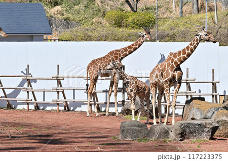 キリン　多摩動物公園 117223375
