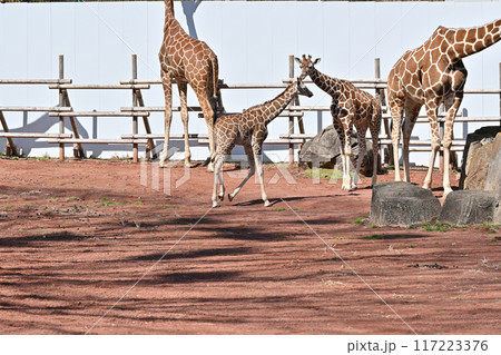 キリン　多摩動物公園 117223376