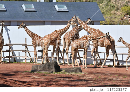 キリン　多摩動物公園 117223377