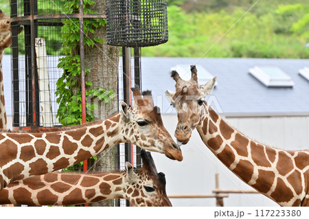 キリン 多摩動物公園 キリン 多摩動物公園 117223380