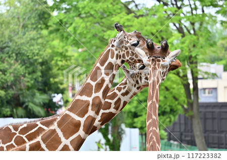 キリン　多摩動物公園 117223382