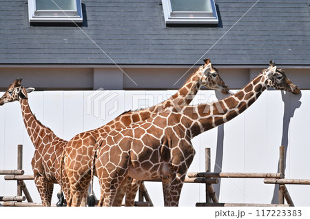 キリン 多摩動物公園 キリン 多摩動物公園 117223383