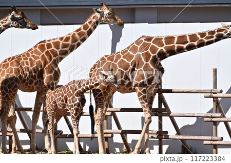 キリン 多摩動物公園 キリン 多摩動物公園 117223384