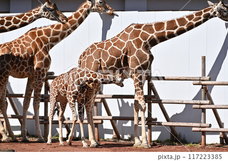 キリン 多摩動物公園 キリン 多摩動物公園 117223385