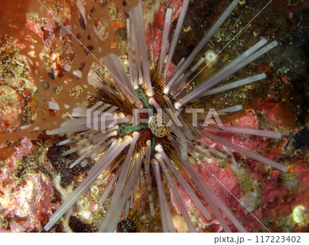 海底のトックリガンガゼモドキ 海底のトックリガンガゼモドキ 117223402