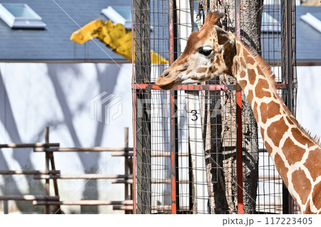 キリンのアップ　多摩動物公園 117223405
