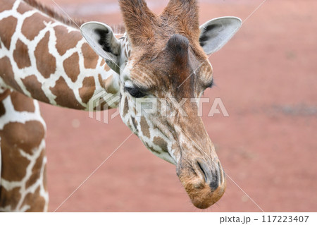 キリンのアップ　多摩動物公園 117223407