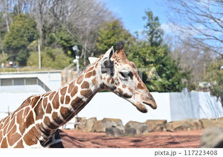 キリンのアップ　多摩動物公園 117223408