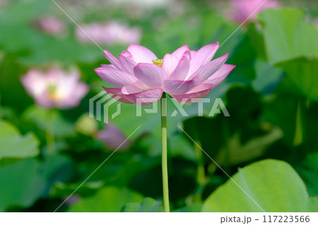 奈良藤原京跡の蓮の花 117223566
